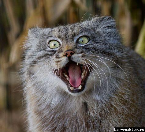 sw_1647737691__the_manul_cat_is_the_most