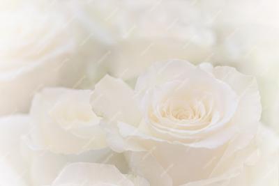 close-up-of-a-beautiful-white-rose_52357-101.jpg